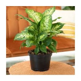 Indoor Plant
