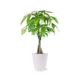 Indoor-Outdoor Plant